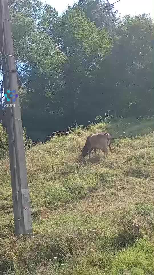 Cele mai frumoase specii