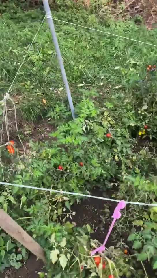 Video de @🇨🇭Vasile1805🇧🇪