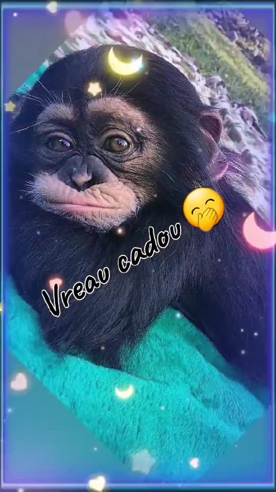 Vreau cadou🤣