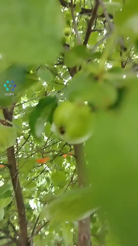 Video de @gupiuser153804