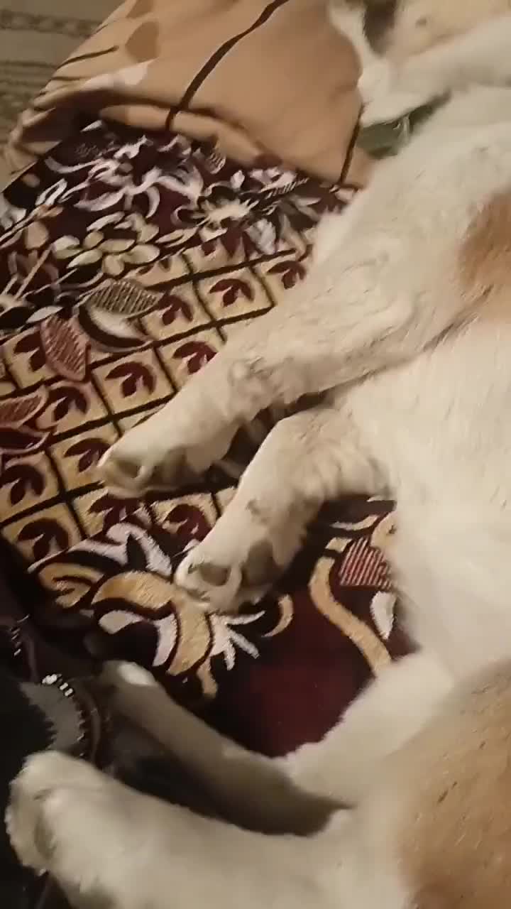 my dog ♥️♥️
