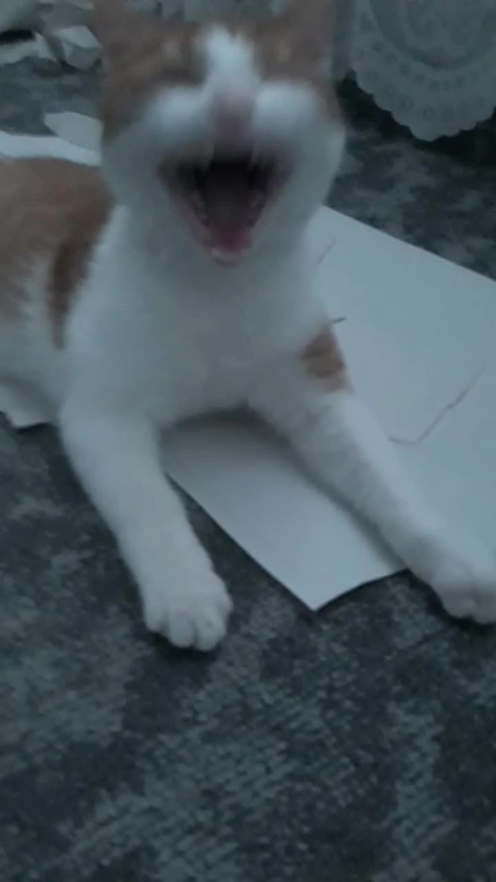 the cat I had and lost