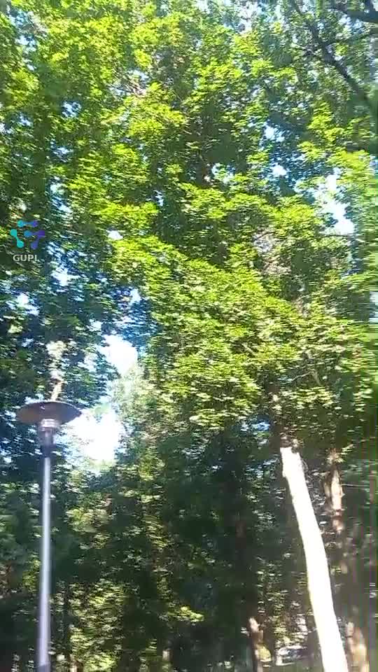 Video de @gupiuser164653