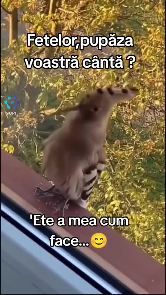 Video de @gupiuser156683