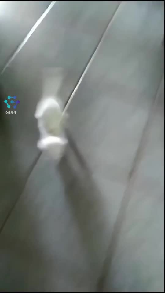 Video de @gupiuser143569