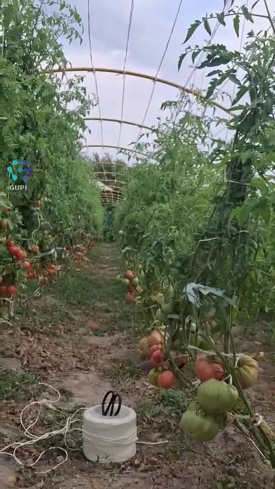 GradinutameaBio