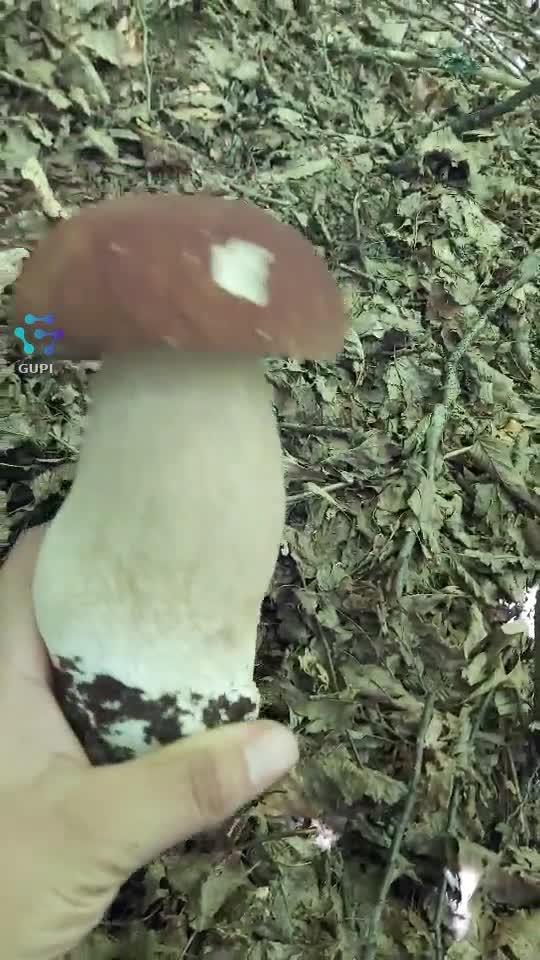 Video de @gupiuser248507