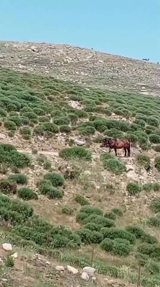 Natură Animale 🥰🥰🥰👍👍👍