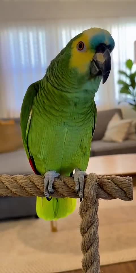 Parrot Acting Like a Karen 🦜📣