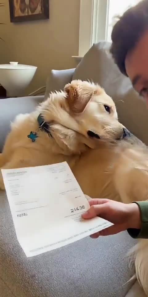 Dog Refuses to Pay Rent 🐶💸
