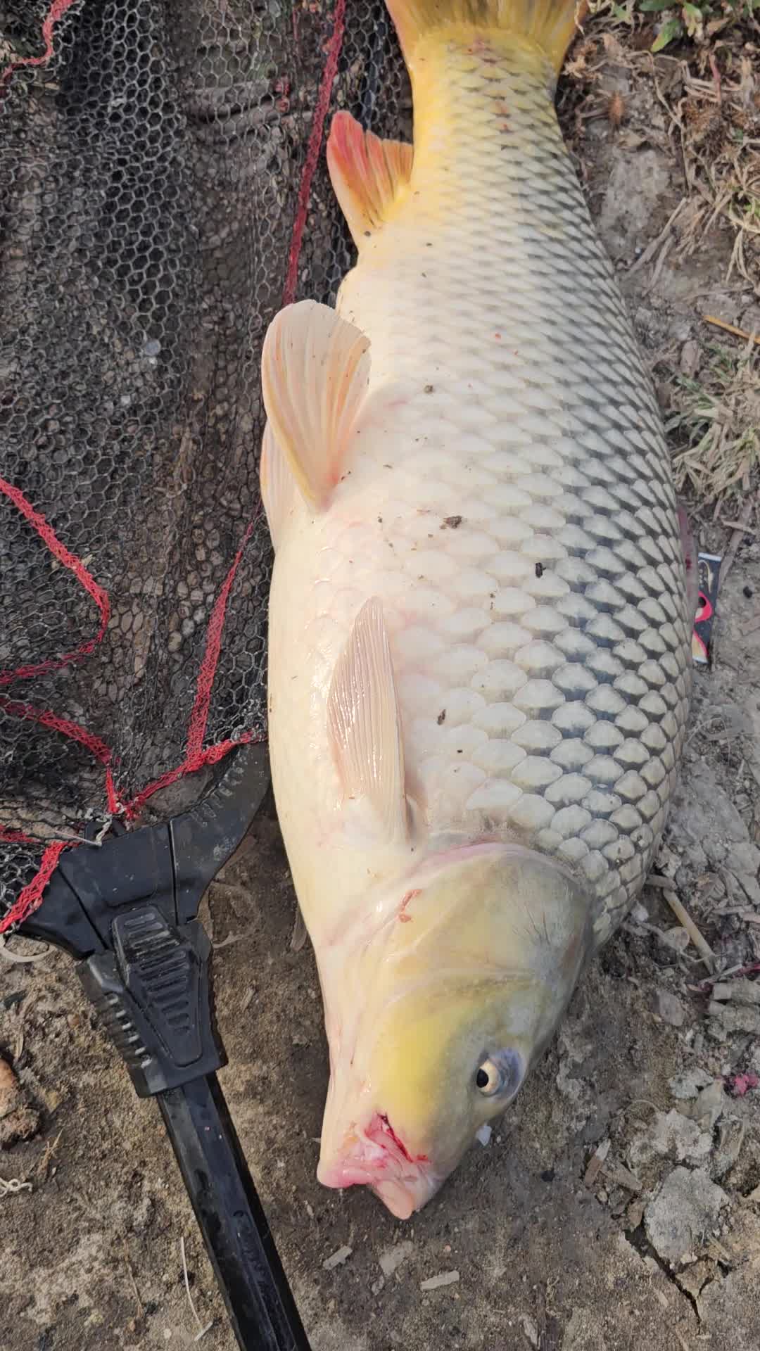 Video de @🎣Cătălinpescardedunăre🎣
