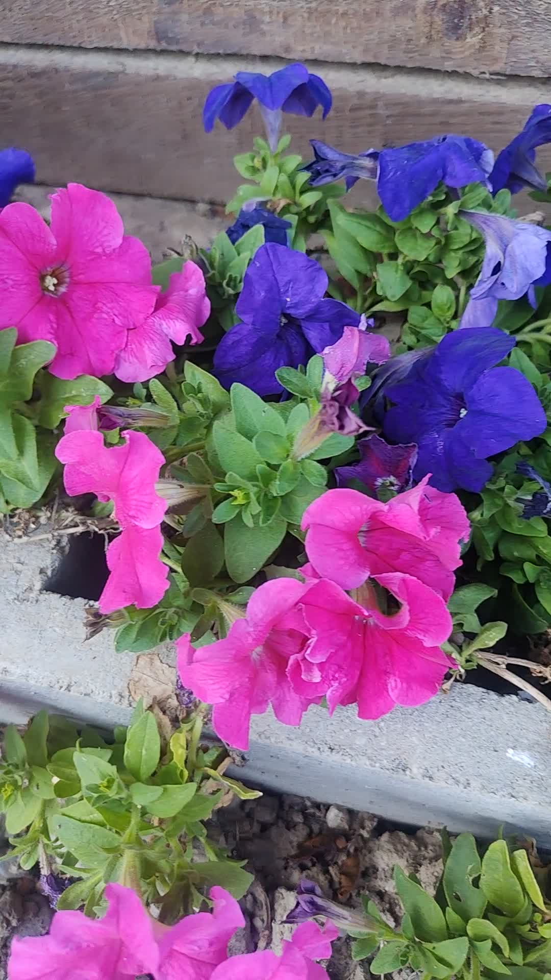 Rezista florile mele din primăvara!!!
