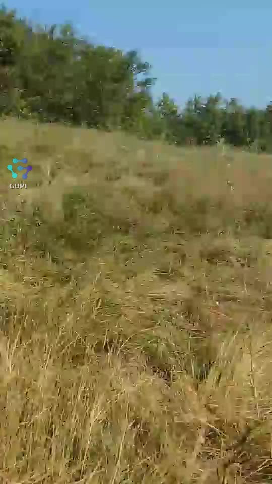 Video de @gupiuser166533