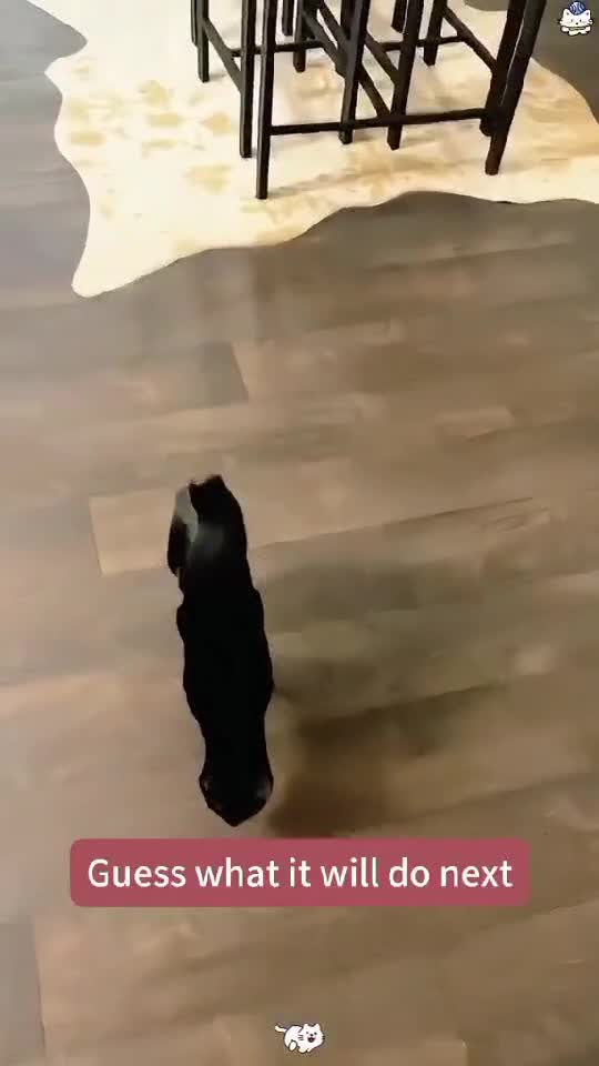 😺 Crazy Cats Skills - Funny Pets Video Moments 🐈    👇🏼 YouTube.com/@GeorgeChristmas