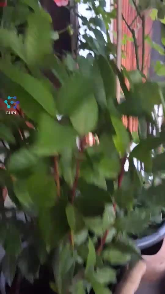 Video de @gupiuser155256