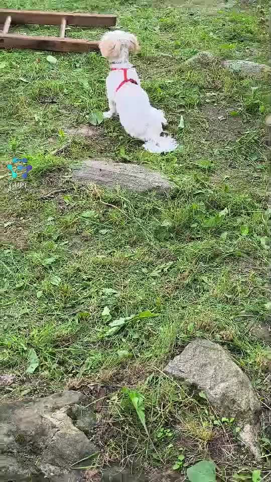 Video de @Vlăduțu