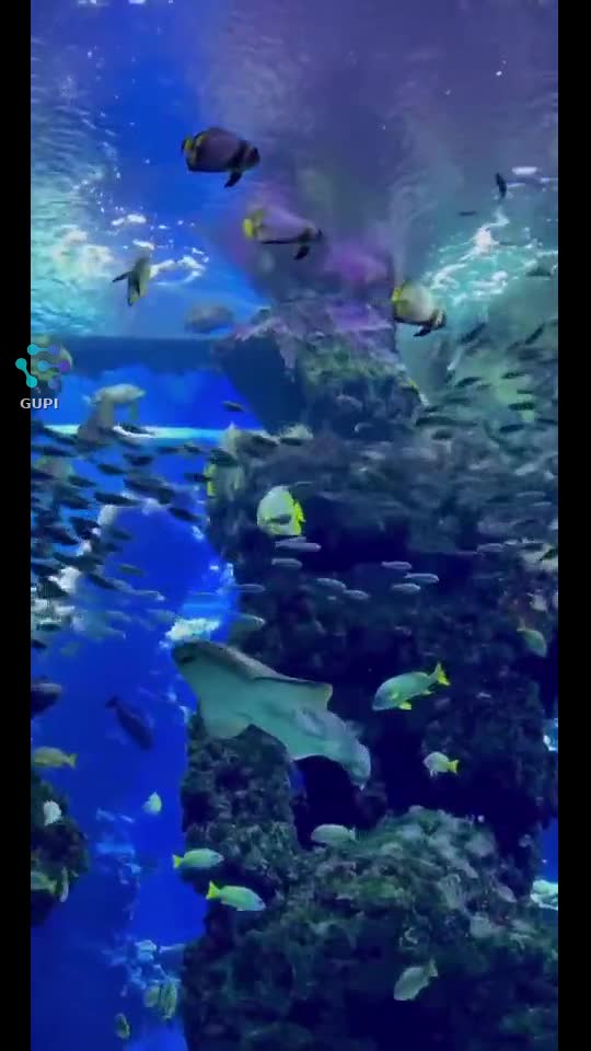 Video de @gupiuser19598