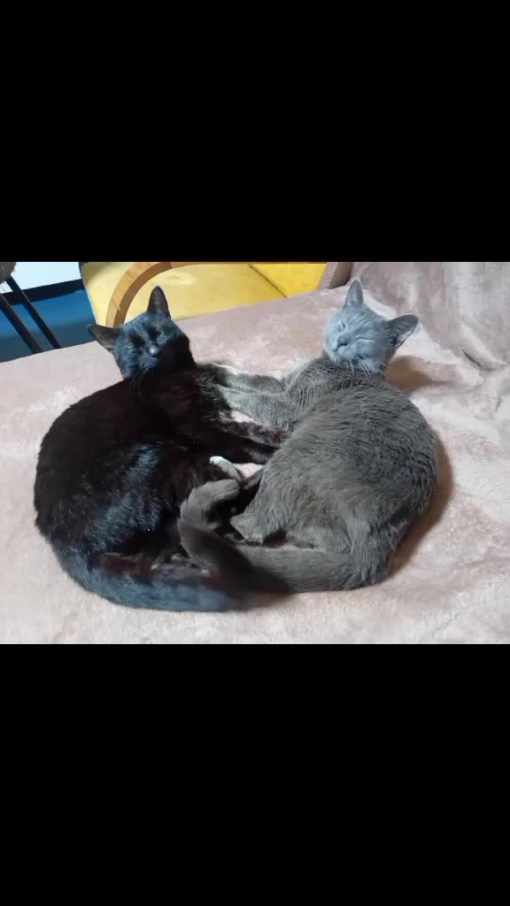 #Pisici