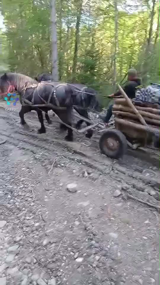 Viața la pădure 💪💪💪🐎🐎🖤