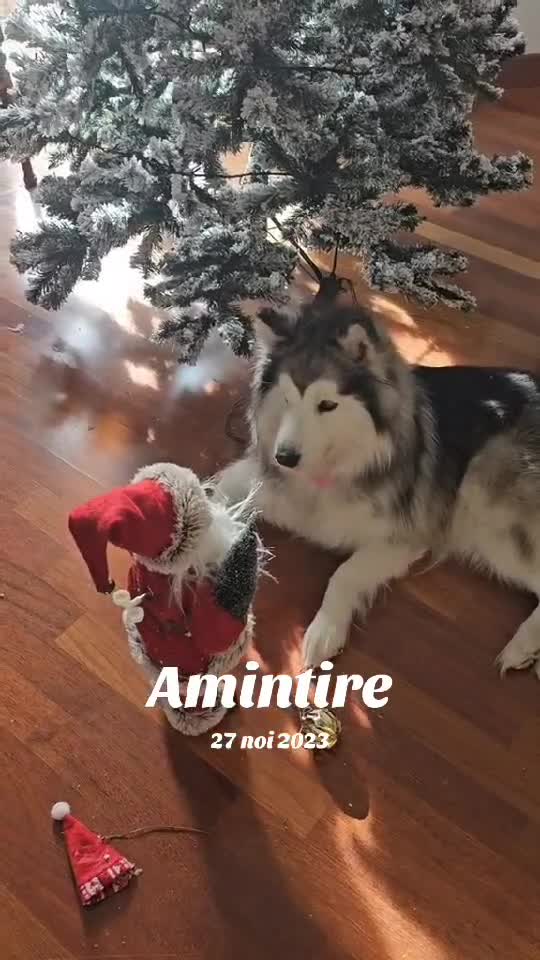 Lunica!❤️