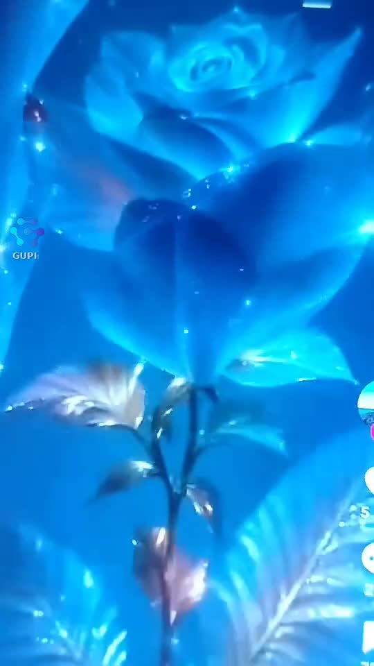 🌹🌹🌹