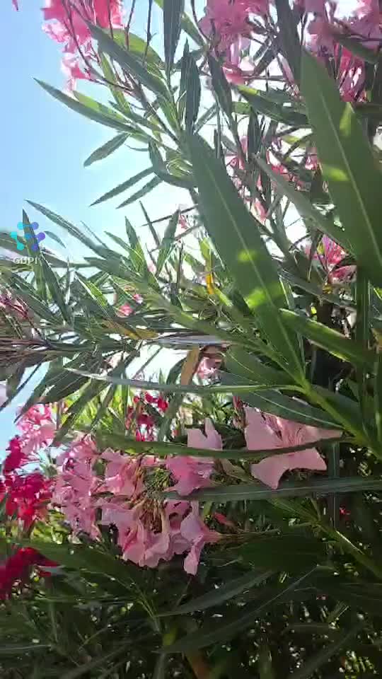 Video de @gupiuser166994