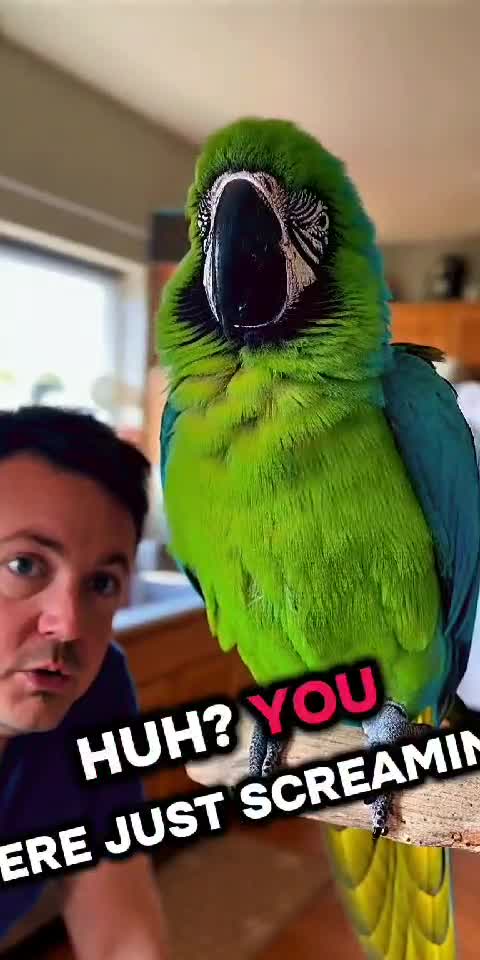 Parrot’s Fake Cry for Attention 🦜😭😂