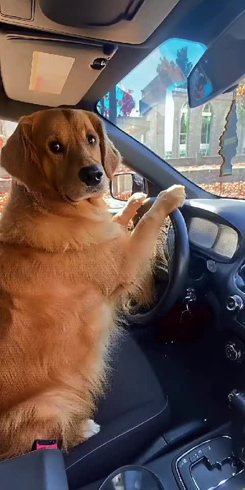 Dog Taxi Service 🐶🚗