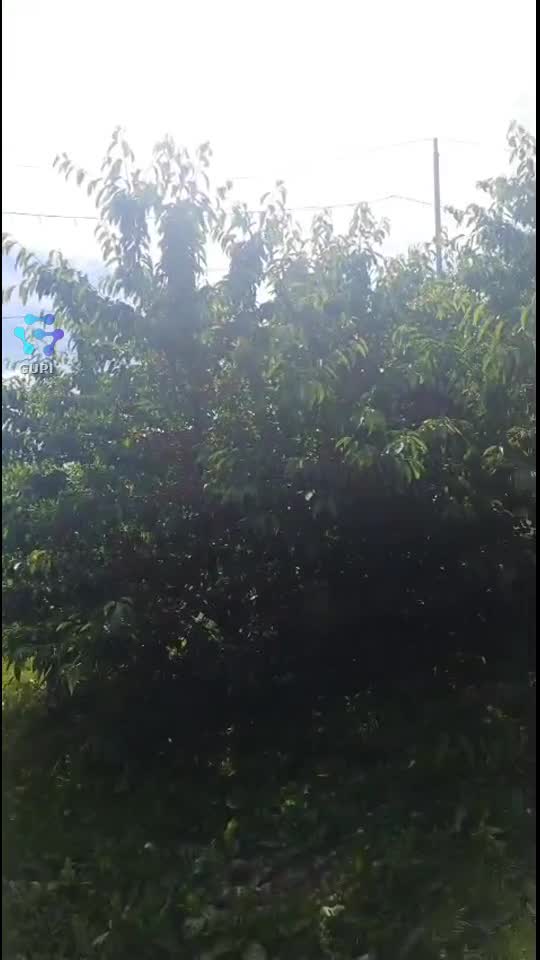 Video de @gupiuser112564