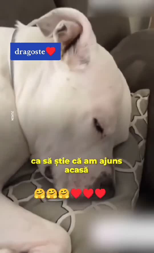 Sărăcuț 
ul ! Este surd acest cătel frumos !