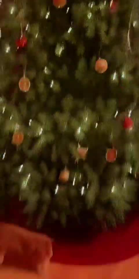 Cat Steals Christmas Decorations 😼🎁