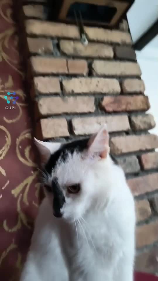 Video de @gupiuser164981