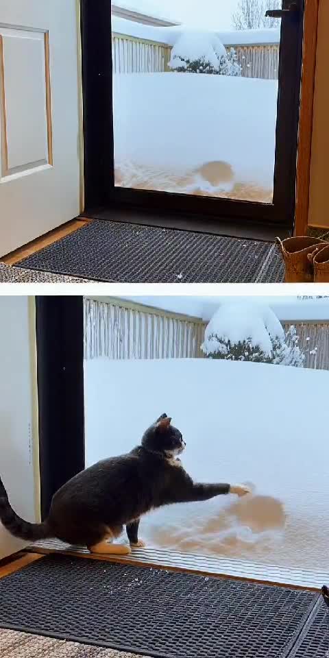 Same Winter, Same Instant Regret – Dog & Cat Edition! 🐶😿❄️