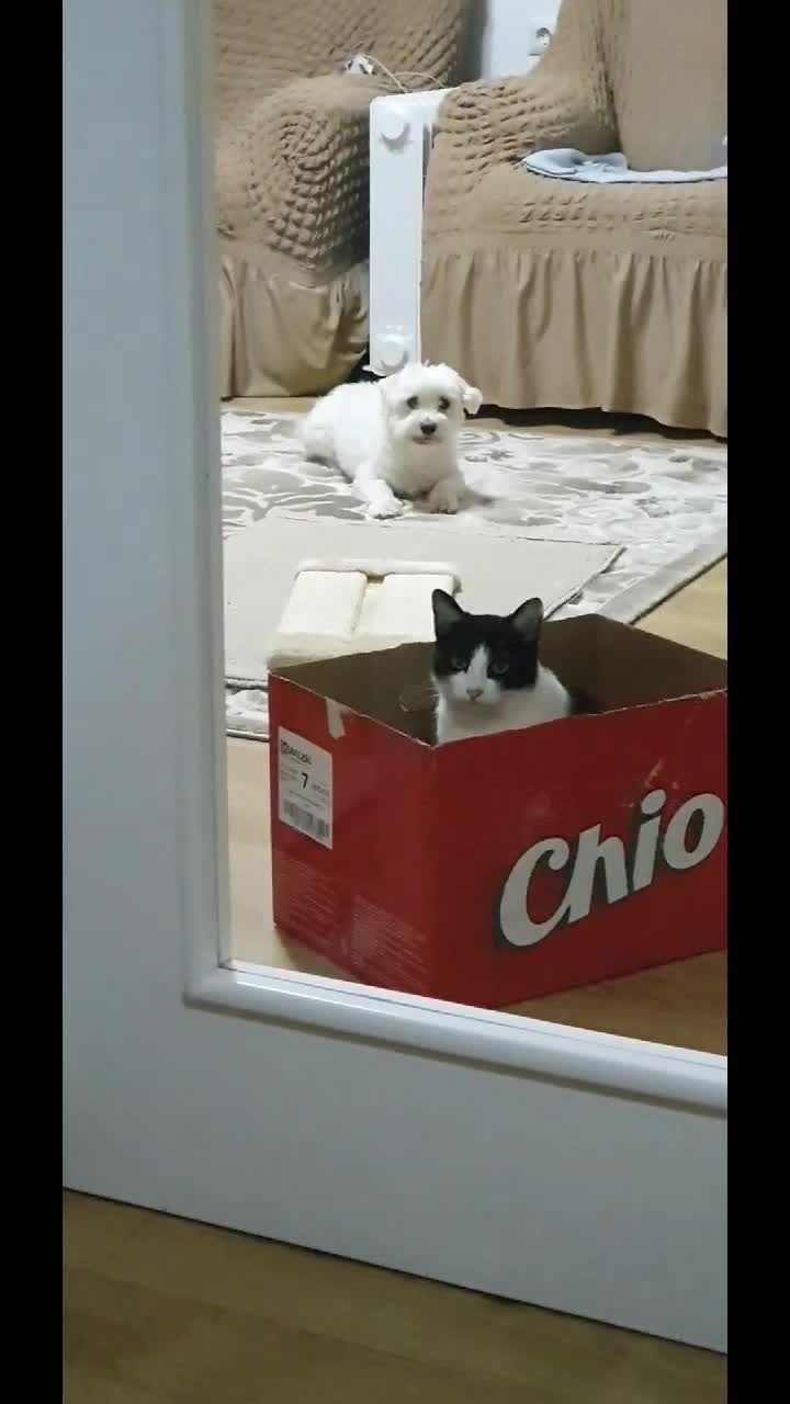 # animale
