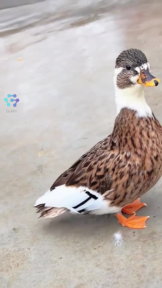 ..