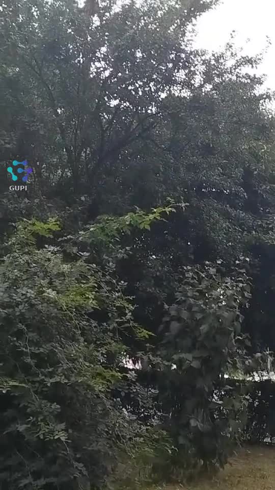 Bucurativă de tot ce e verde pe pămnt !