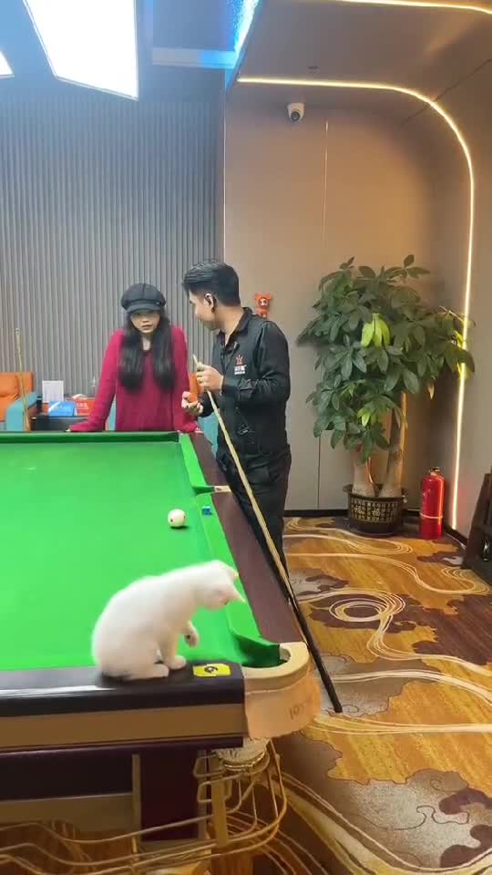 😺 Cats Playing Pool 🎱| Best Pets Moments - Funny Viral Videos    👇🏼 YouTube.com/@GeorgeChristmas