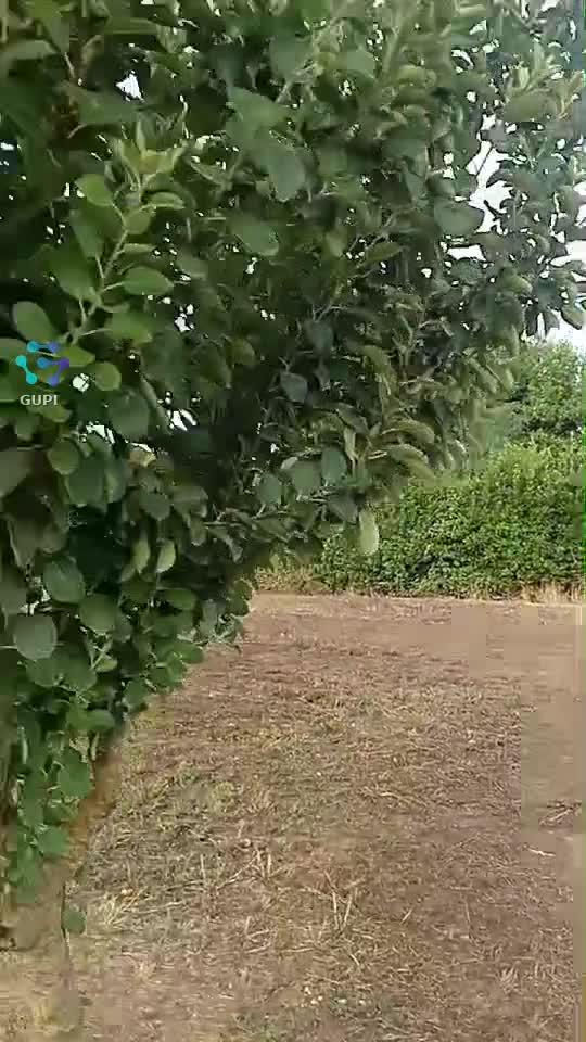 Video de @gupiuser115591