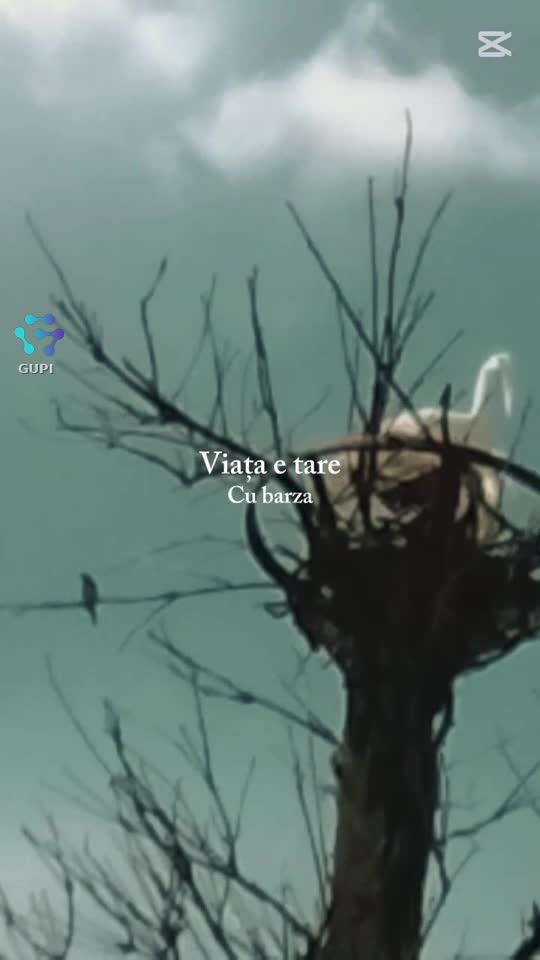 Video de @gupiuser166533