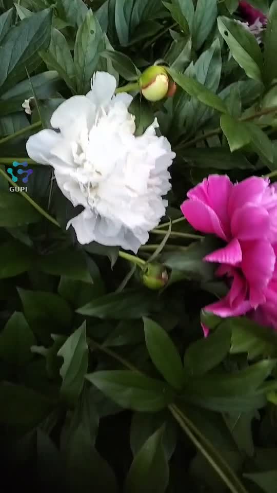 Video de @gupiuser47084