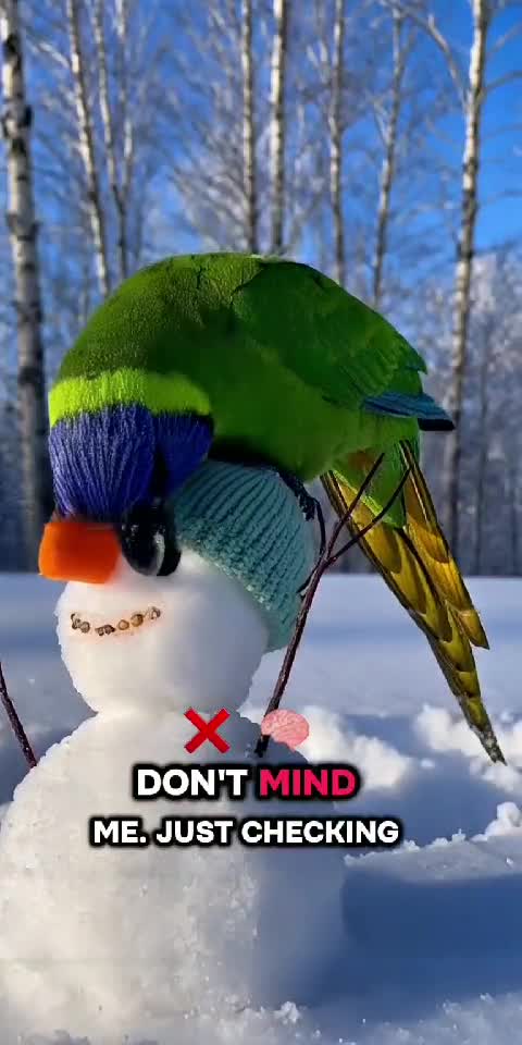 Parrot Meets Snowman 🦜⛄