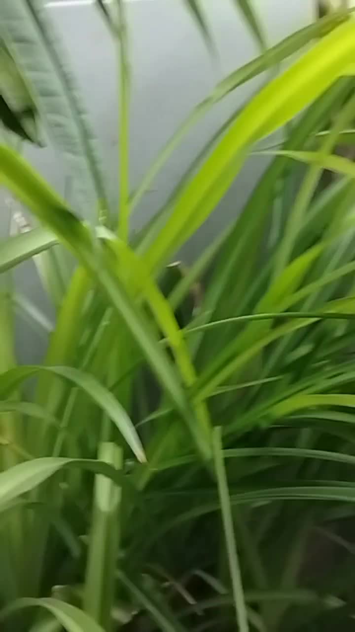 Florile mele dragi !