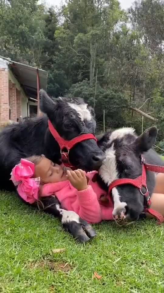 O prietenie minunată ! Între o fetită și animalele familiei ! 🤗🍀♥️♥️♥️