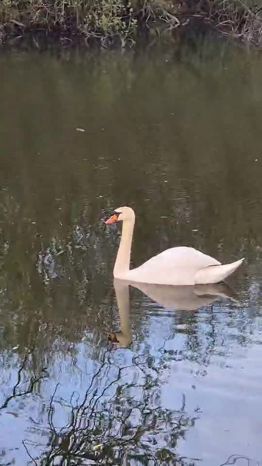 Frumoasa si eleganta.
