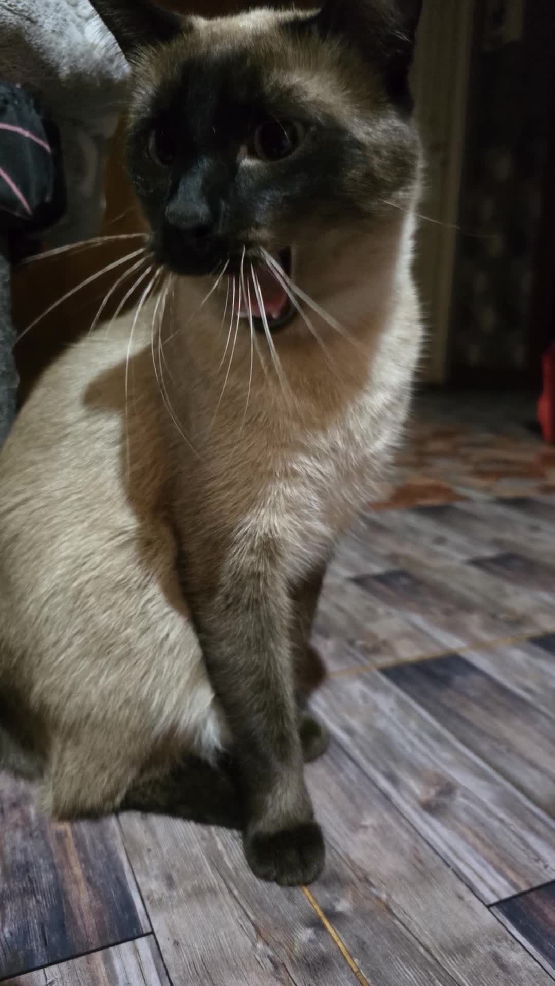 copito