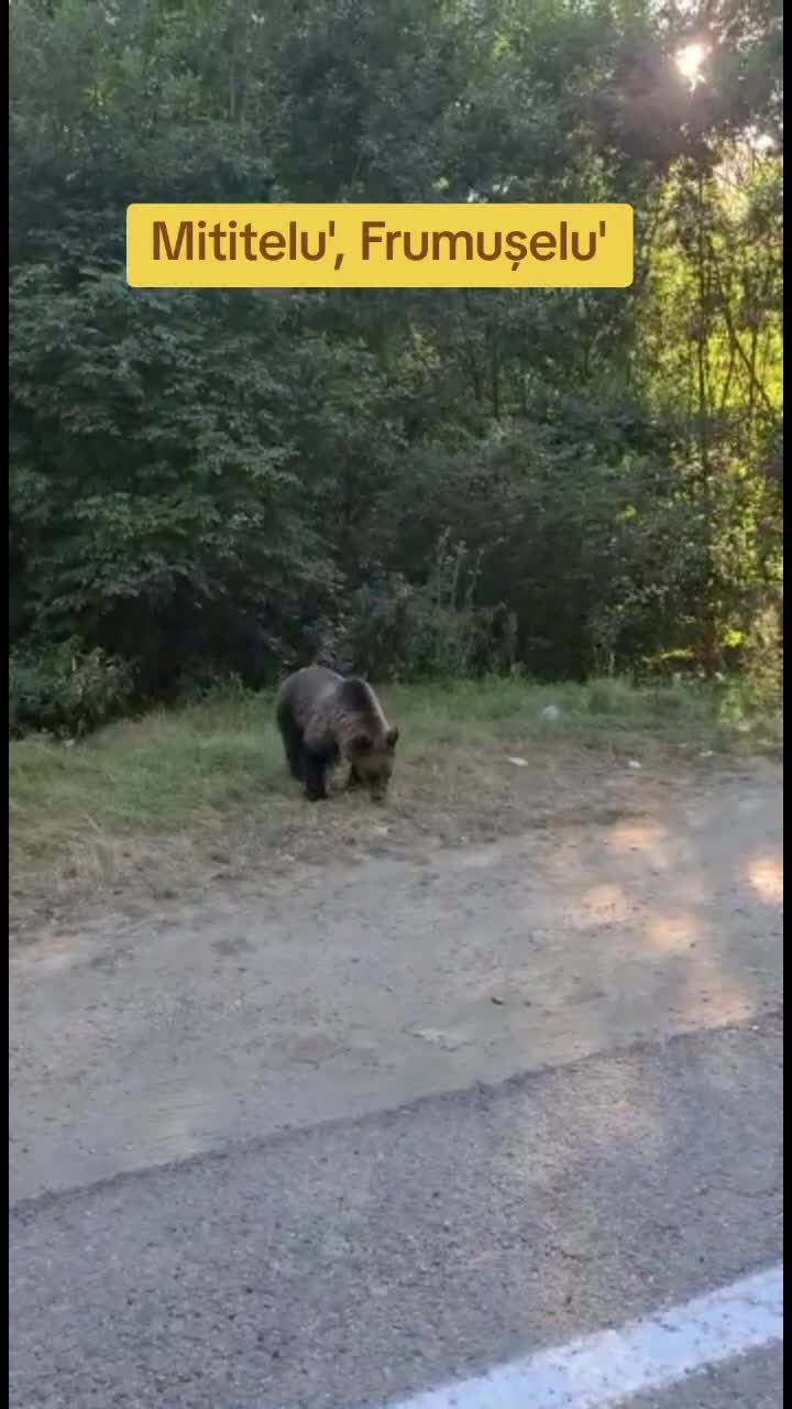 Mititelu', Frumușelu', 🐻🐻🐻🐻🐻