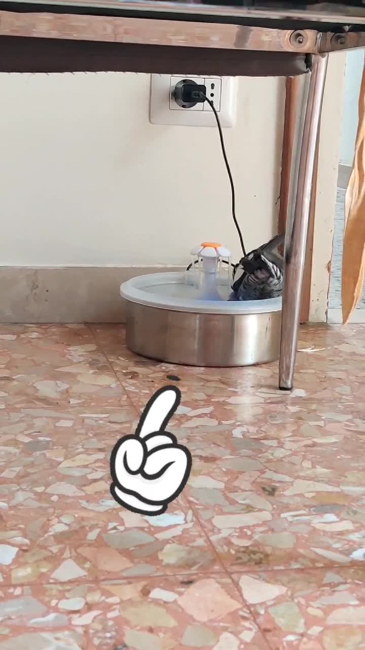 🦜COKO🦜    ăsări