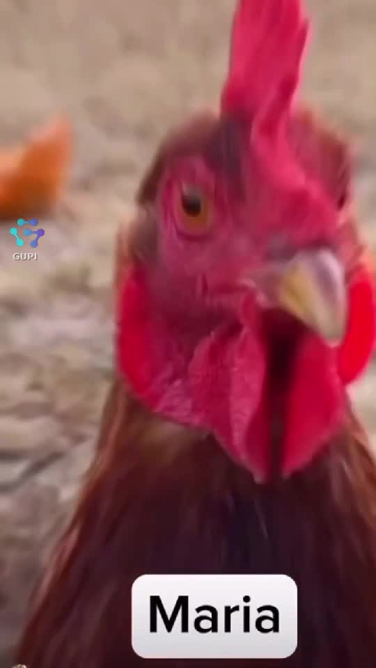 Video de @gupiuser567028