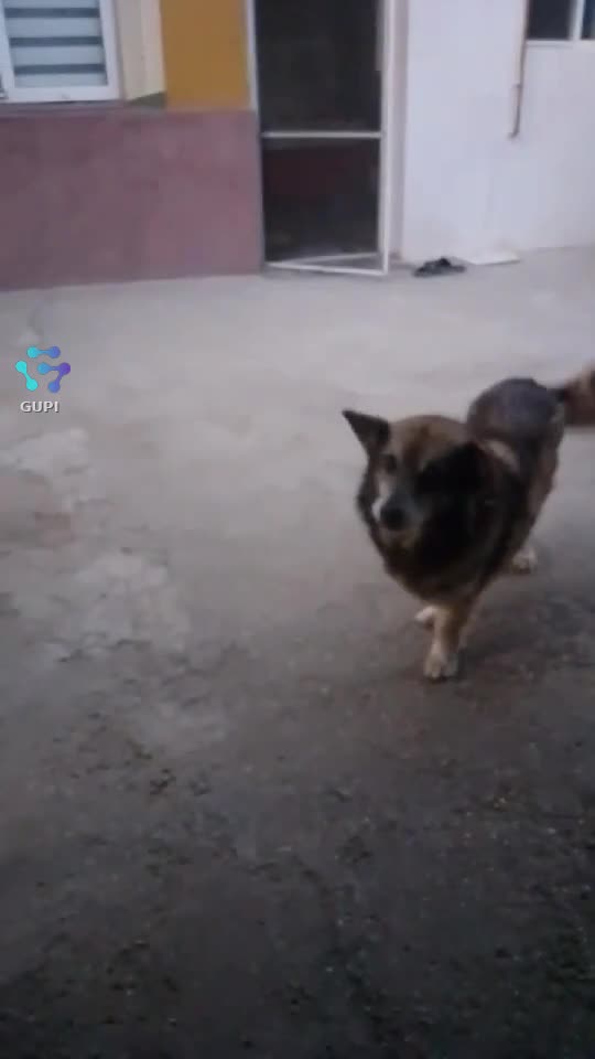 Video de @gupiuser279269