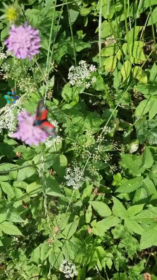 Video de @🌷🌷🌷SENA❤️❤️